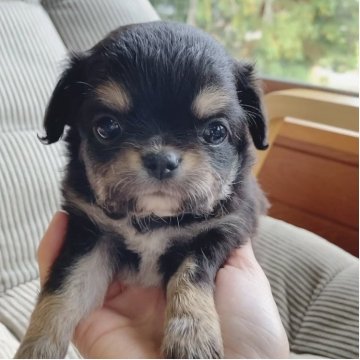 チワワ(ロング)【神奈川県・男の子・2025年9月23日・ブラックタン&ホワイト】の写真「❤️✨️くりくりお目目が可愛いチワワ兄妹✨❤️」