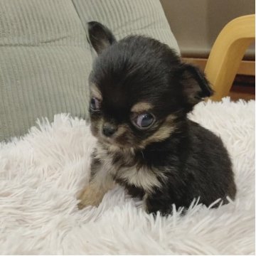 チワワ(ロング)【神奈川県・男の子・2025年10月13日・ブラックタン】の写真「短足のミニミニ兄弟☆」