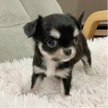 チワワ(ロング)【神奈川県・女の子・2025年9月27日・ブラックタン&ホワイト】の写真「可愛いお姫様♡」