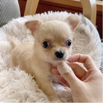 チワワ(ロング)【神奈川県・女の子・2025年8月22日・クリーム】の写真「健康的で可愛い子です✨PRA発症しません」