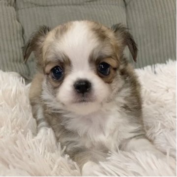 チワワ(ロング)【神奈川県・女の子・2025年10月18日・レッド&ホワイト】の写真「可愛すぎる!!甘いお顔の兄弟です♪」