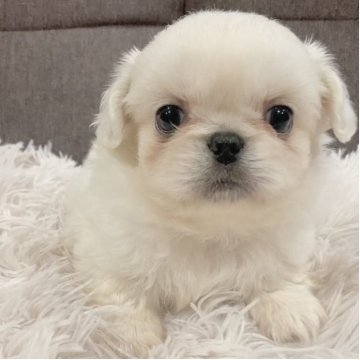 ペキニーズ【神奈川県・男の子・2025年6月5日・ホワイト】の写真「ふわふわで可愛いペキちゃん✨」