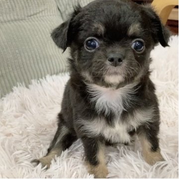 チワワ(ロング)【神奈川県・女の子・2025年9月27日・ブラックタン&ホワイト】の写真「可愛いお姫様♡」