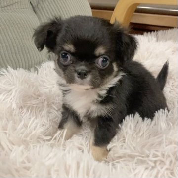 チワワ(ロング)【神奈川県・女の子・2025年10月16日・ブラックタン&ホワイト】の写真「優しいお顔の女の子♪」