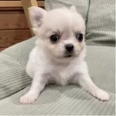 チワワ(ロング)