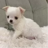 チワワ(ロング)