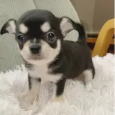 チワワ(スムース)