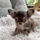 チワワ(ロング)
