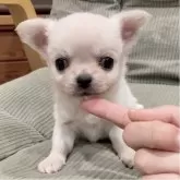 チワワ(ロング)