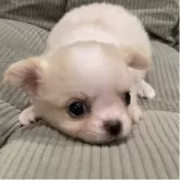 チワワ(ロング)