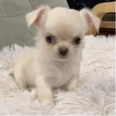 チワワ(ロング)