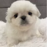 ペキニーズ