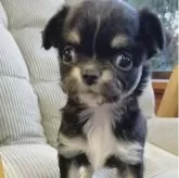 チワワ(ロング)