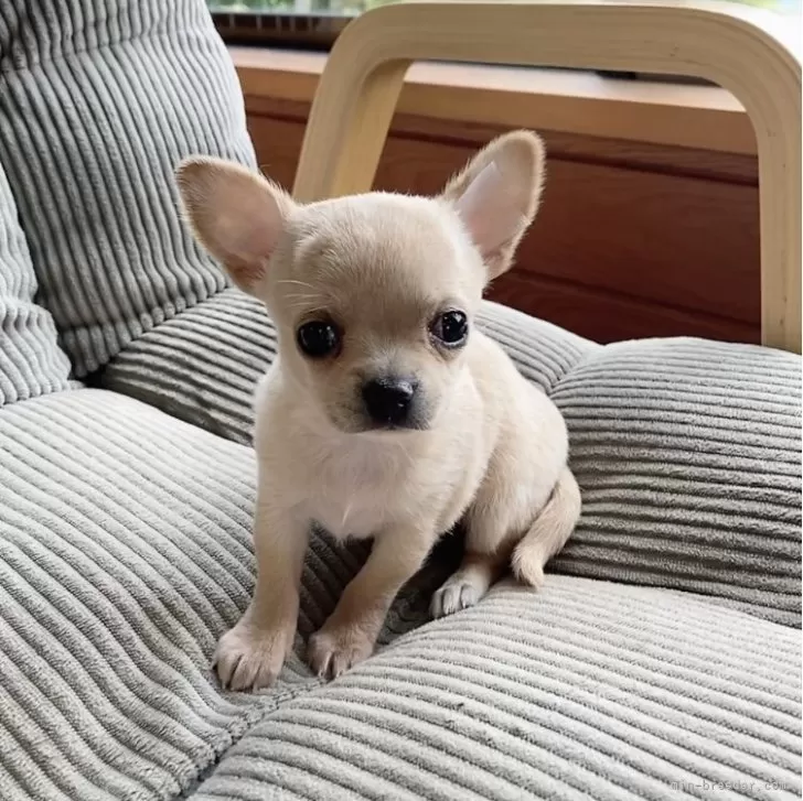 ID：2408-01346の子犬