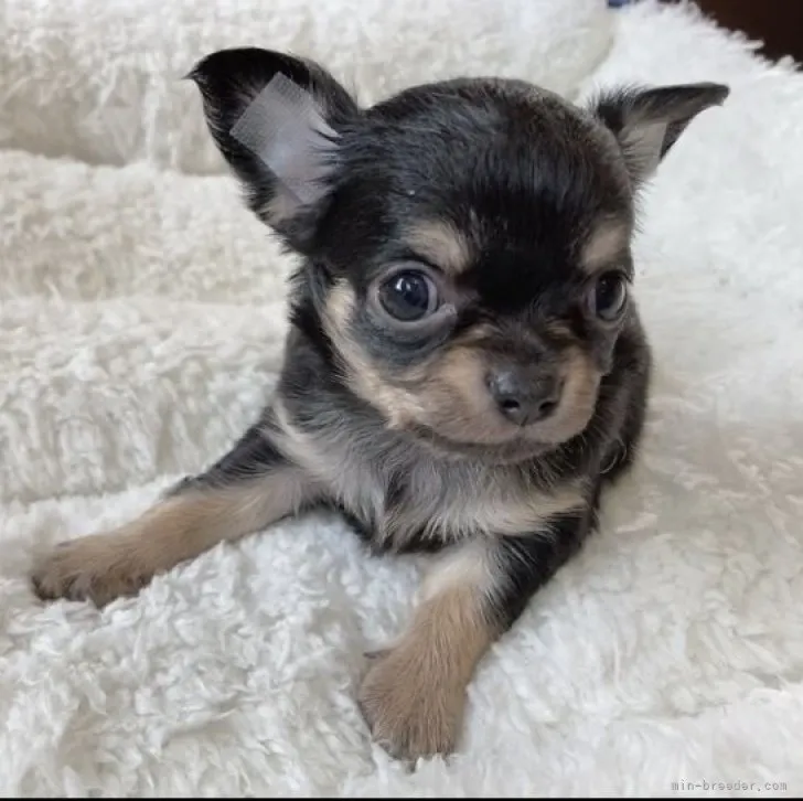 ID：2302-02925の子犬