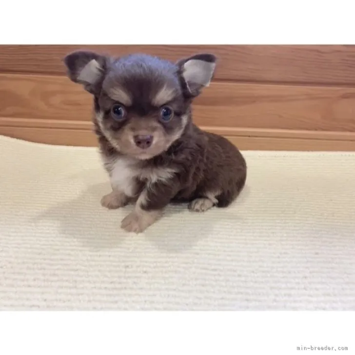 ID：2310-03598の子犬