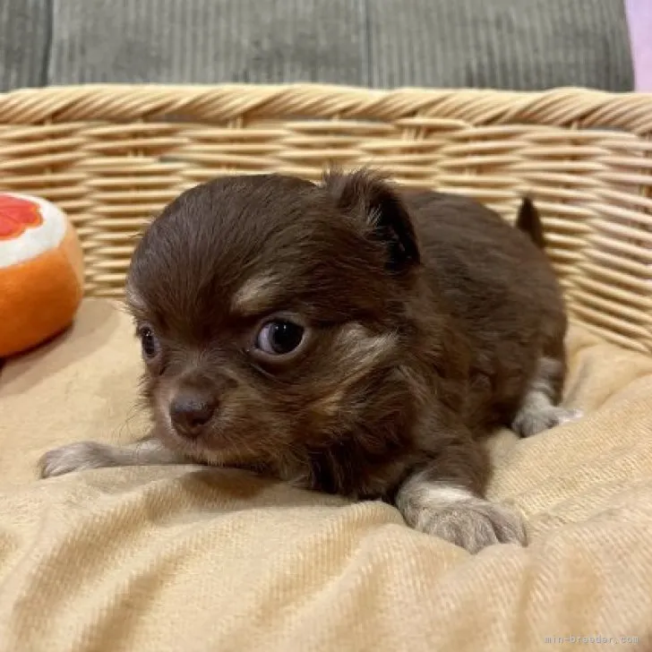 ID：2306-02008の子犬