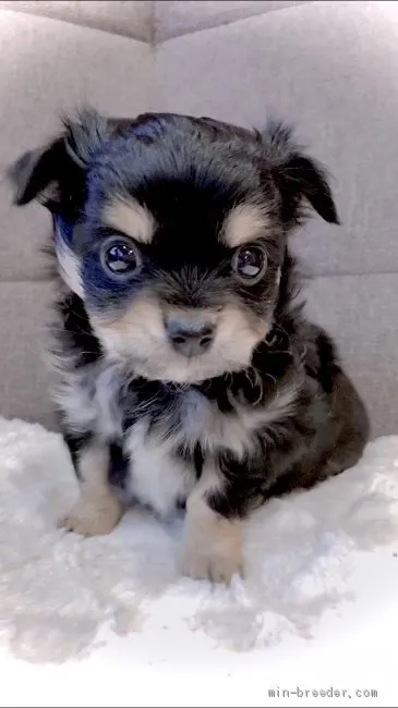 ID:2012-03132の子犬