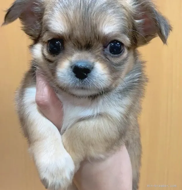 ID:2201-00379の子犬