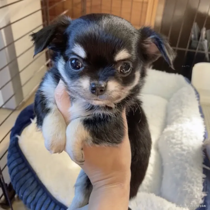ID：2310-01772の子犬