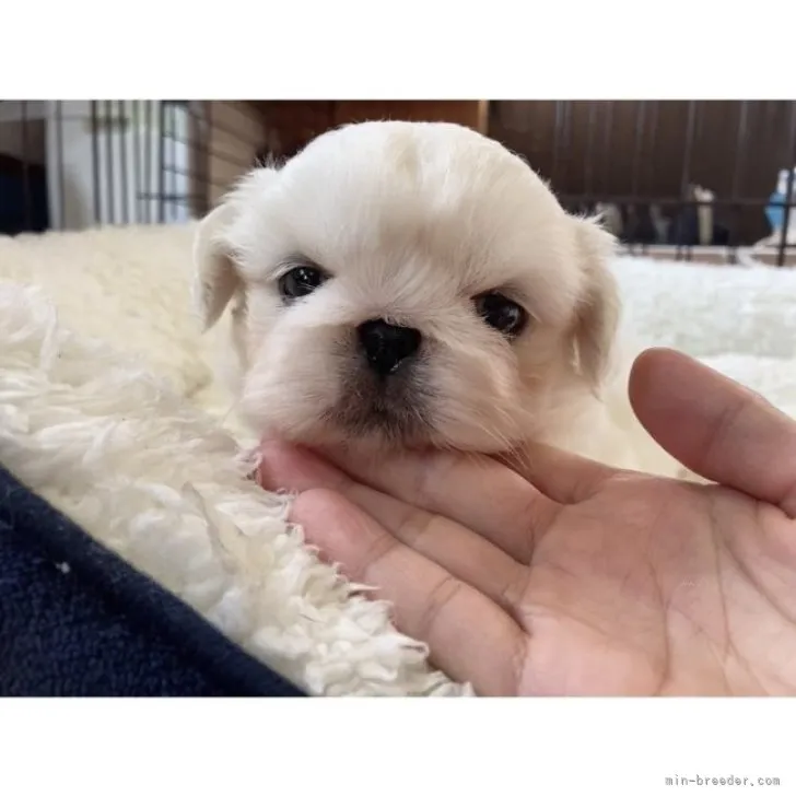 ID：2310-00176の子犬