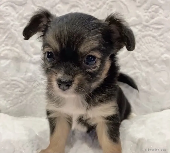 ID：2111-01170の子犬