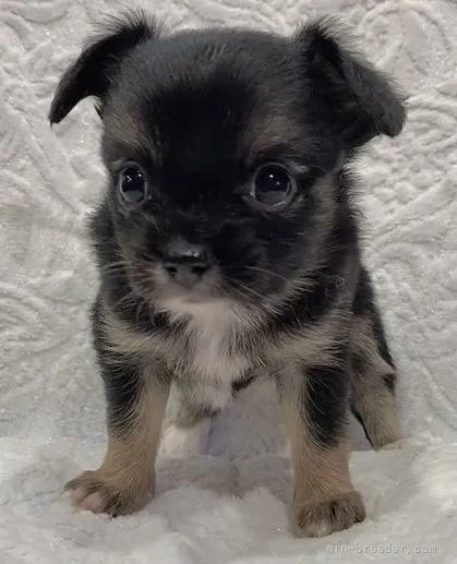 ID：2111-01172の子犬