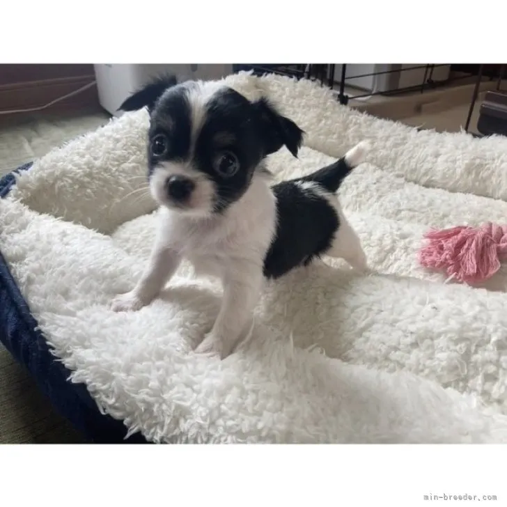 ID：2308-05277の子犬