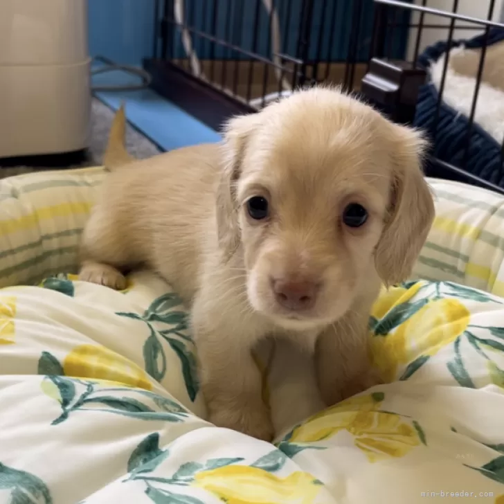 ID：2408-07456の子犬