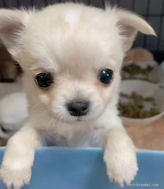 ID：2202-04097の子犬
