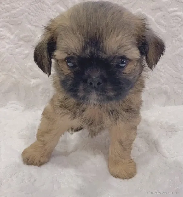 ID：2109-02729の子犬