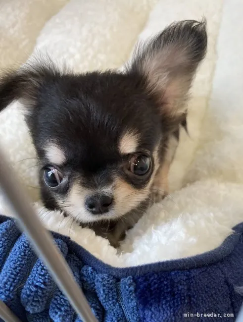 ID：2203-02667の子犬
