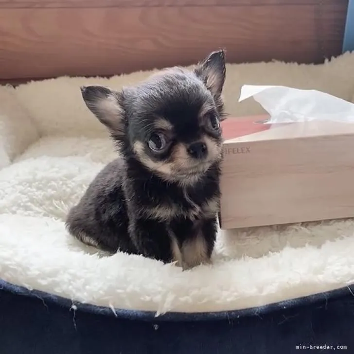 ID：2207-02450の子犬
