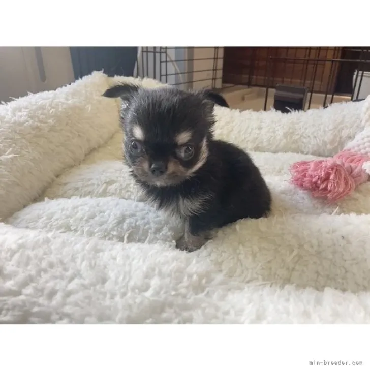 ID：2308-05269の子犬