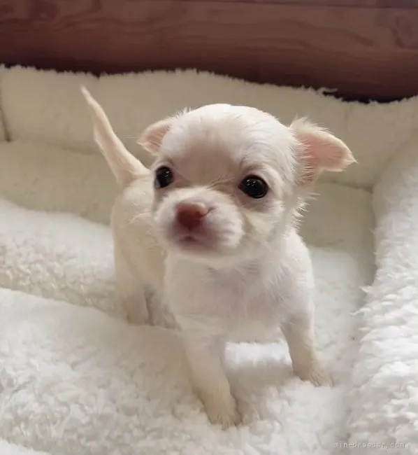 ID：2205-02067の子犬