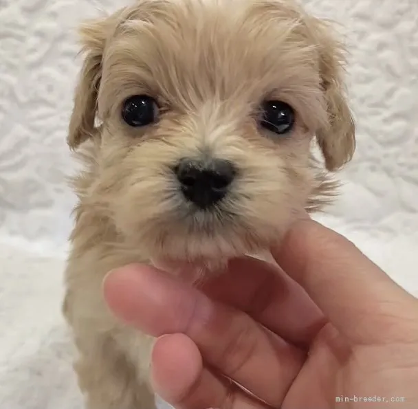ID：2201-01767の子犬