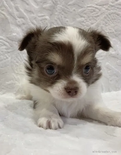 ID：2111-03922の子犬