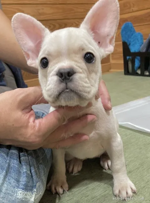 ID:2010-03017の子犬