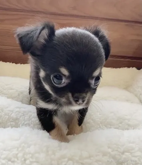 ID：2203-02890の子犬
