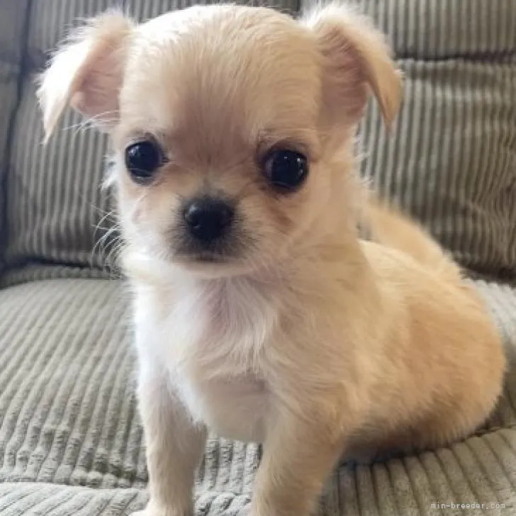 ID：2209-03960の子犬