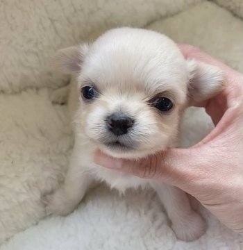 チワワ(ロング)【神奈川県・女の子・2022年4月16日・クリーム】の写真「可愛いお姫様❣️人気のクリーム」