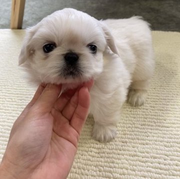 ペキニーズ【神奈川県・男の子・2022年12月14日・ホワイト&クリーム】の写真「可愛いすぎる白ペキ男の子❤️」