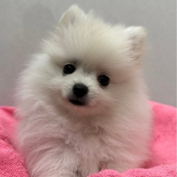 ポメラニアン【神奈川県・女の子・2024年5月23日・ホワイト&クリーム】の写真「募集終了間近です！当日お迎え可能✨️」