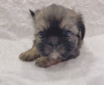 チーズー(シーズー×チワワ)チワズー【神奈川県・男の子・2021年8月5日・フォーン】の写真「チーズー🍀チワズーの男の子🍀」