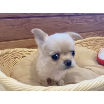 チワワ(ロング)【神奈川県・男の子・2023年10月15日・クリーム】の写真「可愛いボクです❤️PRA発症しません」