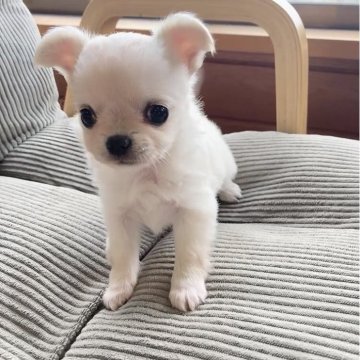 チワワ(ロング)【神奈川県・女の子・2023年11月15日・クリーム】の写真「人気のあるクリームヘアーの小ぶりな女の子です✨」