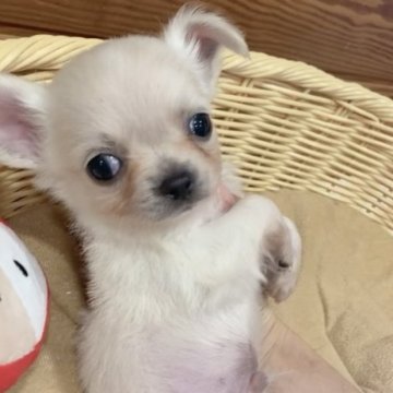 チワワ(ロング)【神奈川県・男の子・2023年10月15日・クリーム】の写真「可愛いボクです❤️PRA発症しません」