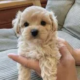 マルプー(トイプー×マルチーズ)【神奈川県・男の子・2022年5月9日・アプリコット】の写真1「6/25撮影🌟生後47日」