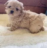 ペキプー(ペキニーズ×トイプードル)【神奈川県・女の子・2022年6月19日・アプリコット】の写真3