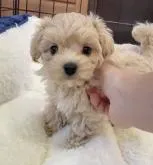 マルプー(トイプー×マルチーズ)【神奈川県・男の子・2022年5月9日・アプリコット】の写真3